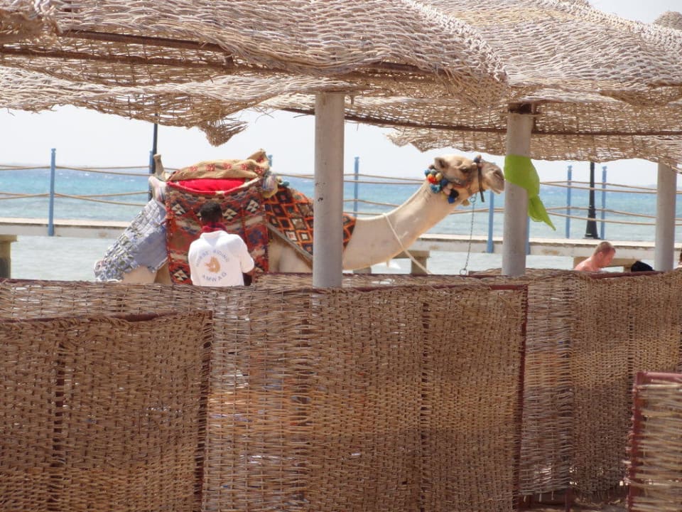 Przy plaży Amwaj Beach Club Abu Soma Resort