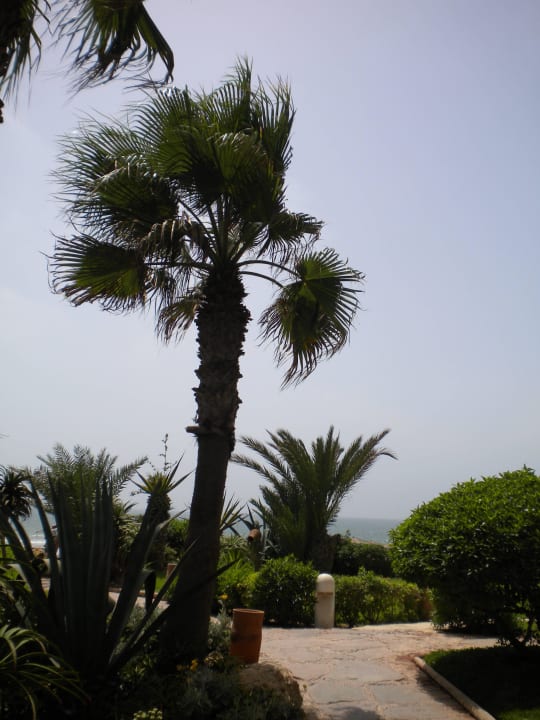 Garten TUI BLUE Riu Tikida Beach