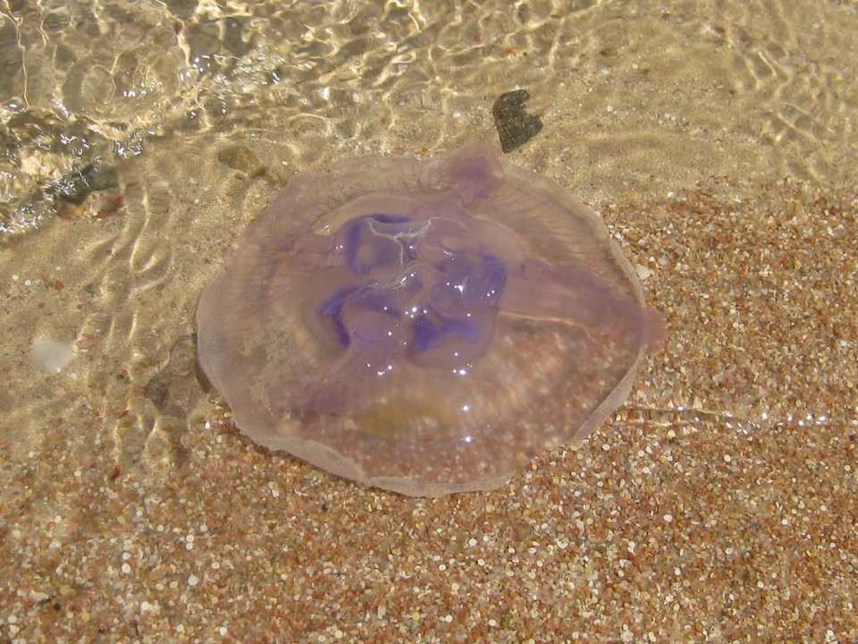 Jellyfish Titanic Beach Spa & Aqua Park