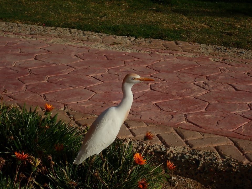 Gartenanlage Wadi Lahmy Azur Resort