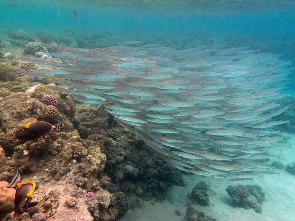 Fischschwarm Malikia Resort Abu Dabbab