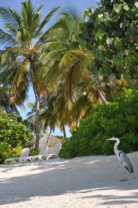 Kuramathi Kuramathi Maldives