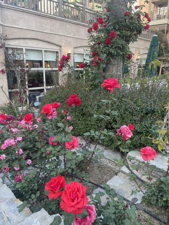 Außenansicht Can Garden Resort