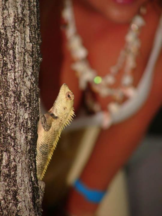 Mr. Gecko Kuredu Island Resort & Spa