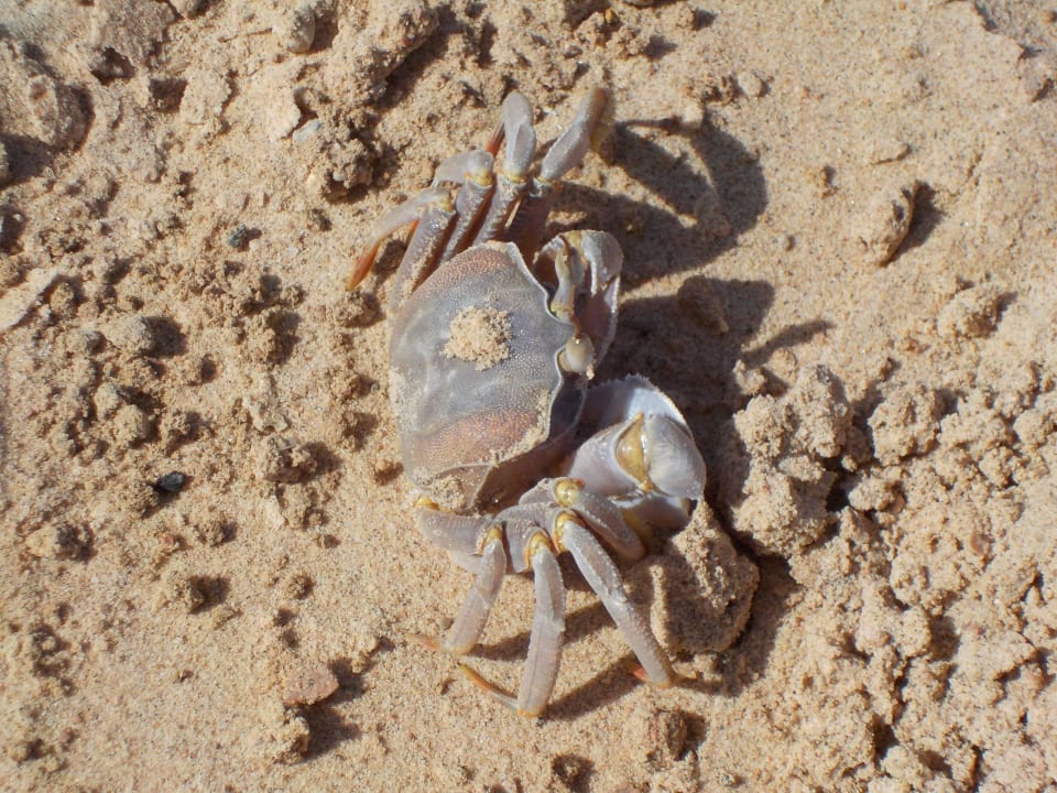 Krebs Dahab Lagoon Club & Resort