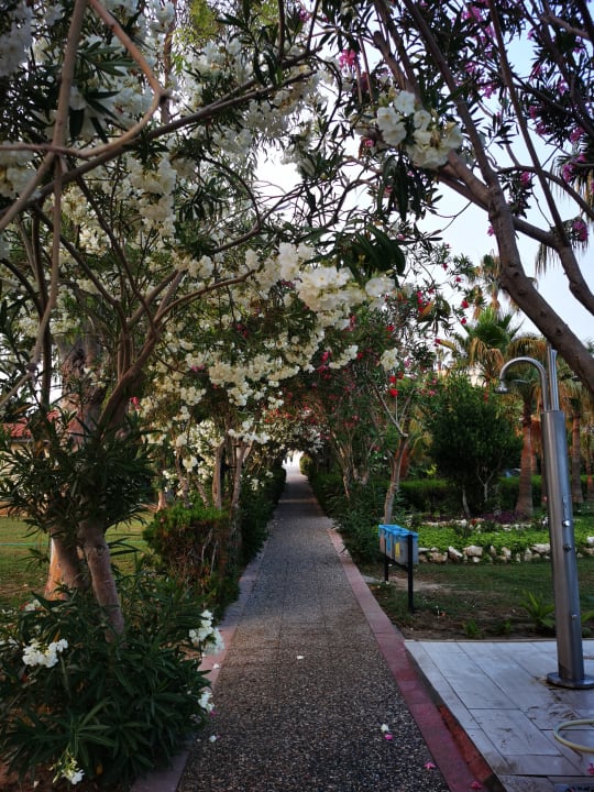 Gartenanlage Iz Flower Side Beach Hotel
