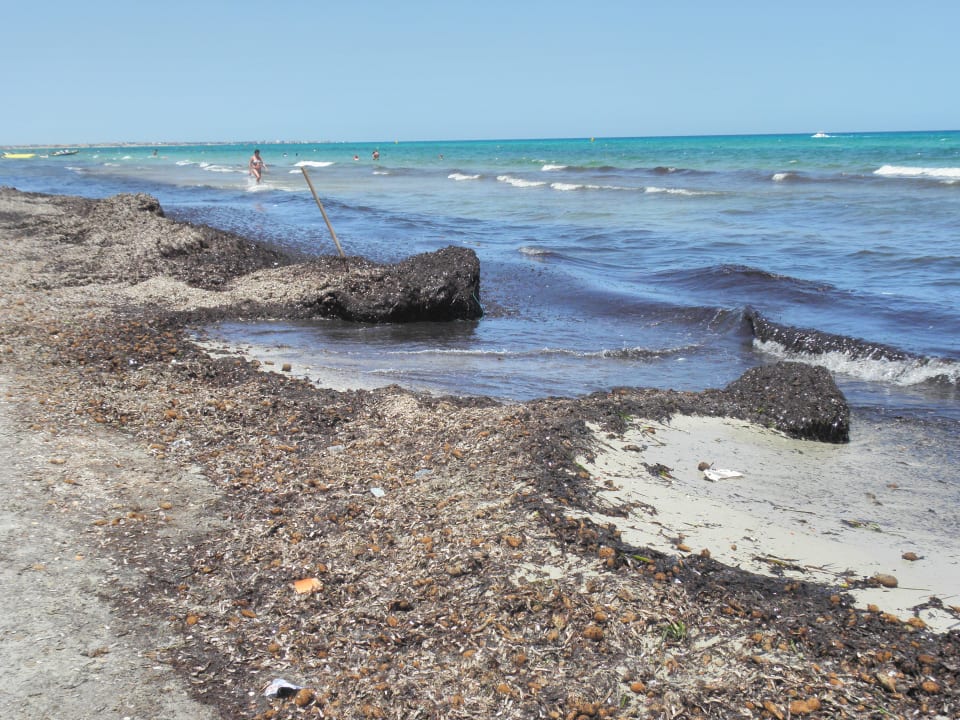 Furchtbar, Strand voller Algen Nour Palace Resort & Thalasso