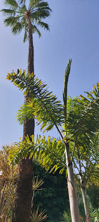 Gartenanlage Hotel Parque Tropical
