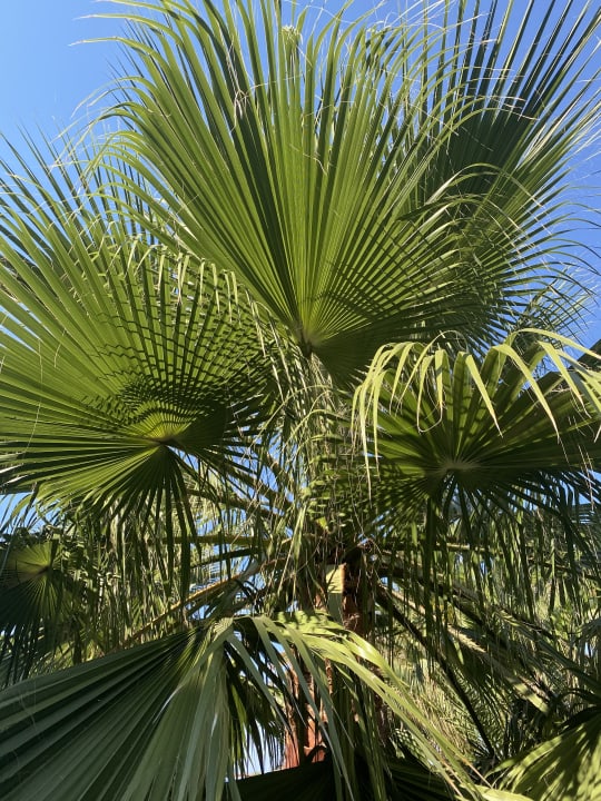 Gartenanlage Calimera Sirens Beach