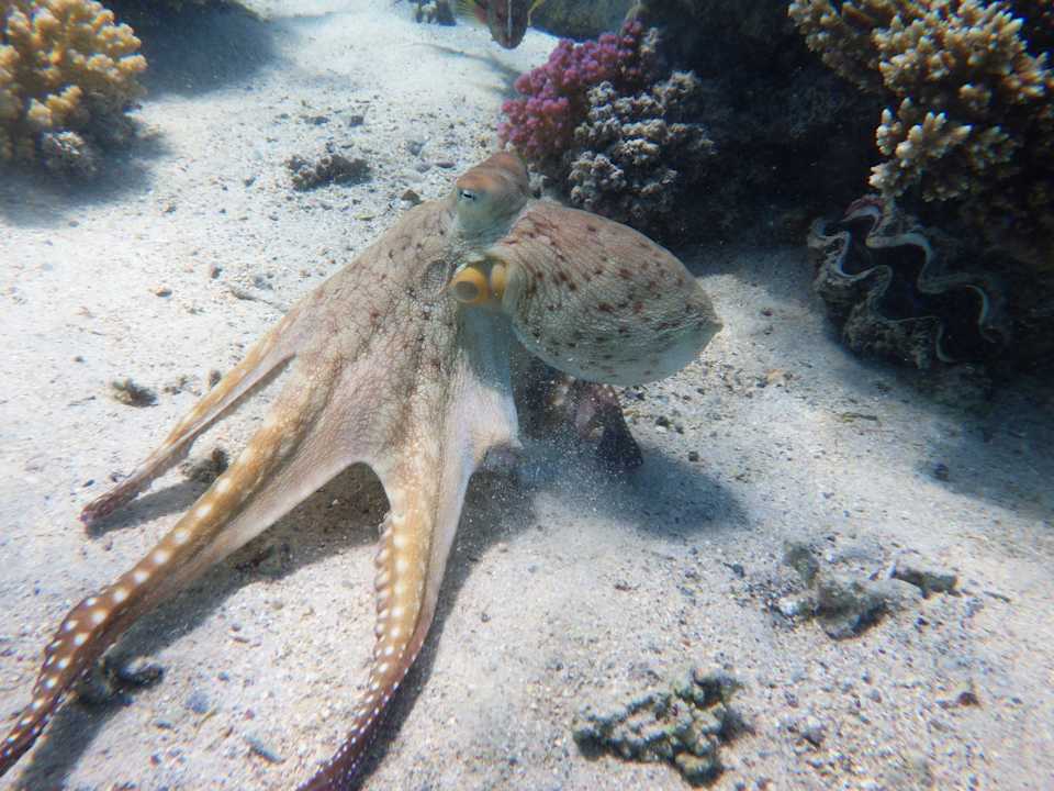 Strand Utopia Beach Club