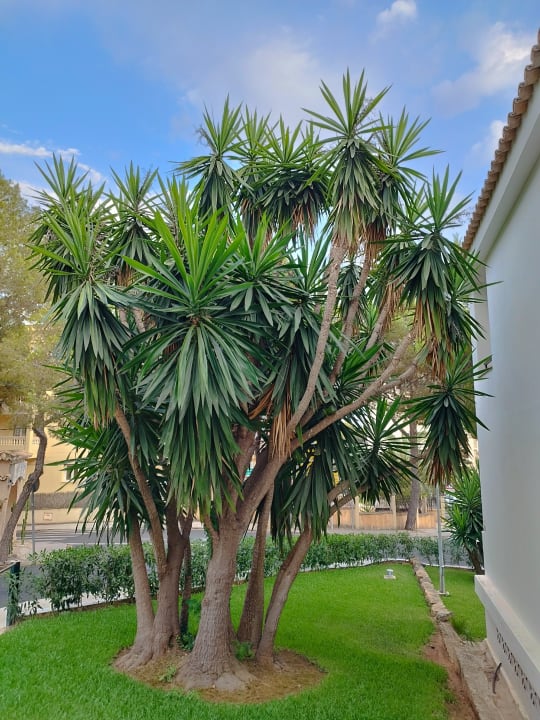 Gartenanlage Valentin Somni Hotel & Suites