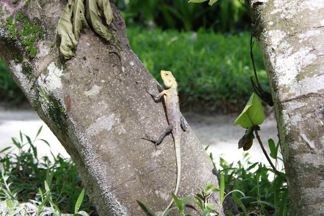 Kleiner Drache Kuramathi Maldives