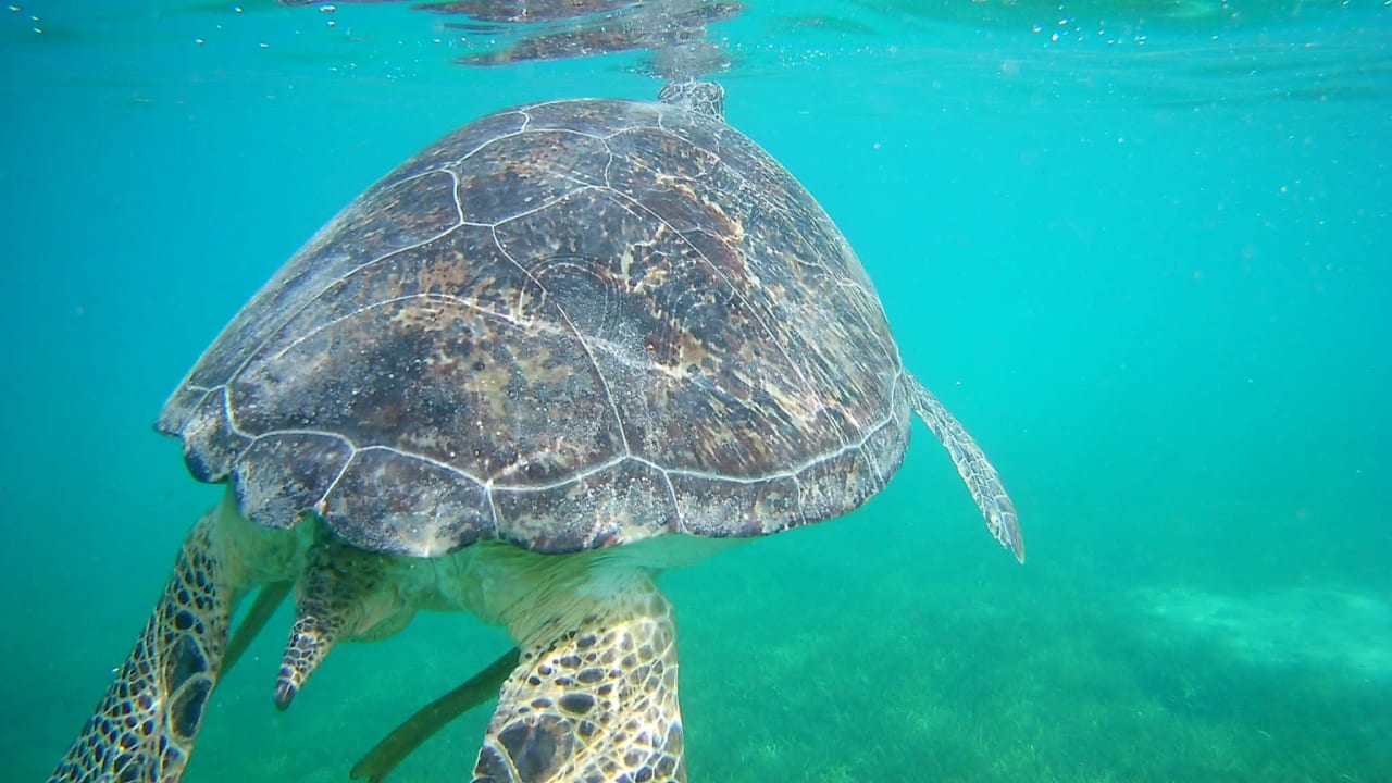 Strand Shams Prestige Abu Soma-Adults Only