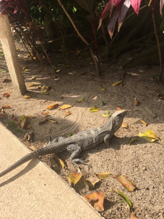 Gartenanlage Akumal Bay Beach & Wellness Resort