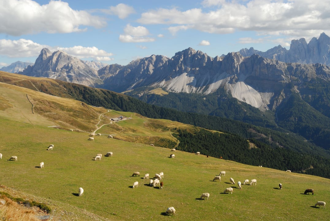 Almwiesen auf der Rossalm  Hotel Rossalm