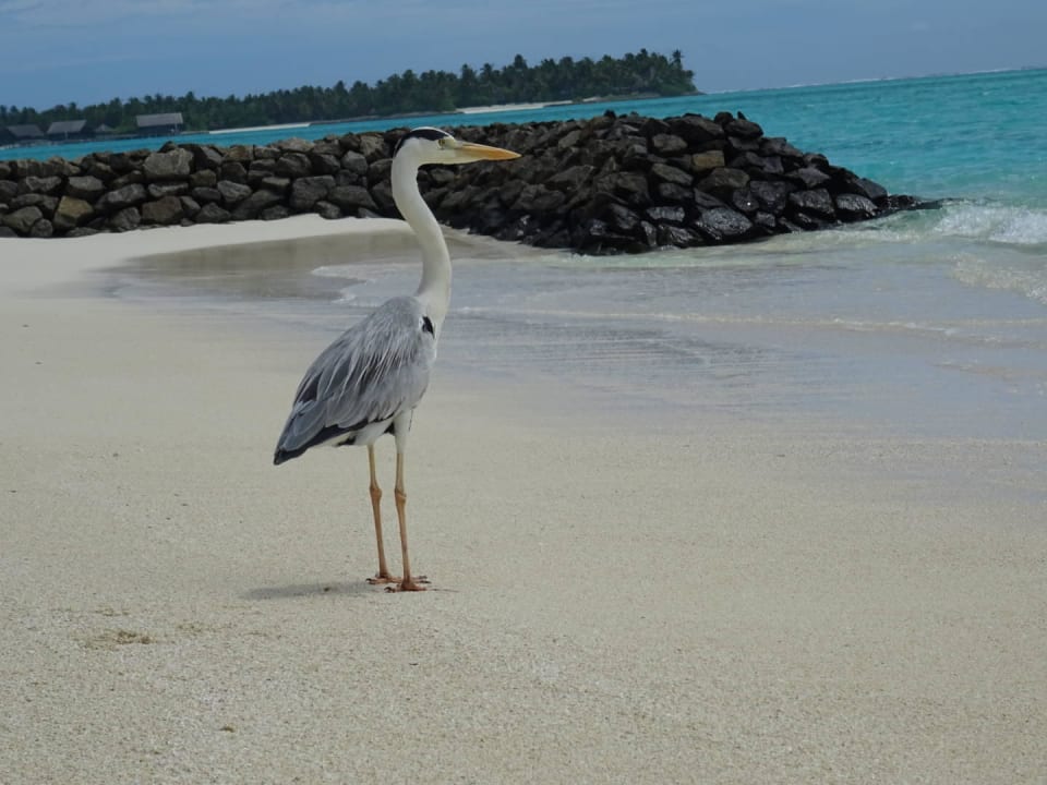 Strand Summer Island Maldives