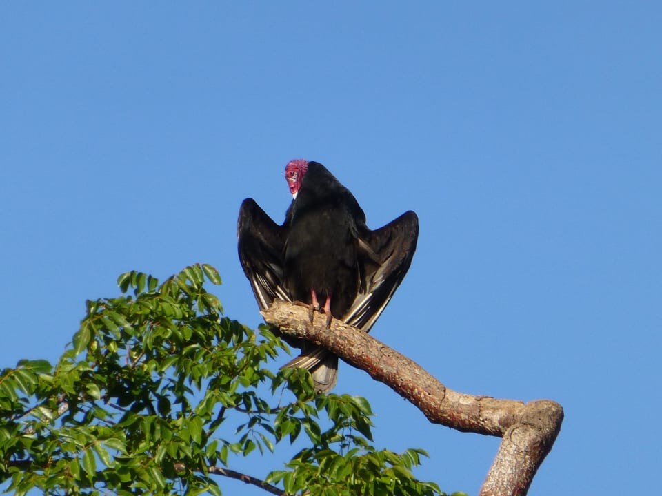 Vogel beim Wärme tanken Hotel Village Guama