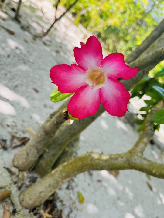 Gartenanlage Thulhagiri Island Resort