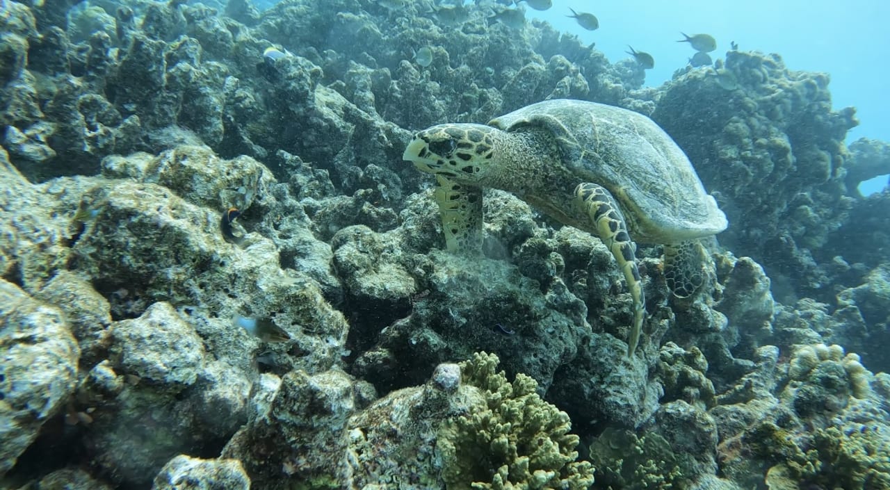 Sport & Freizeit Summer Island Maldives