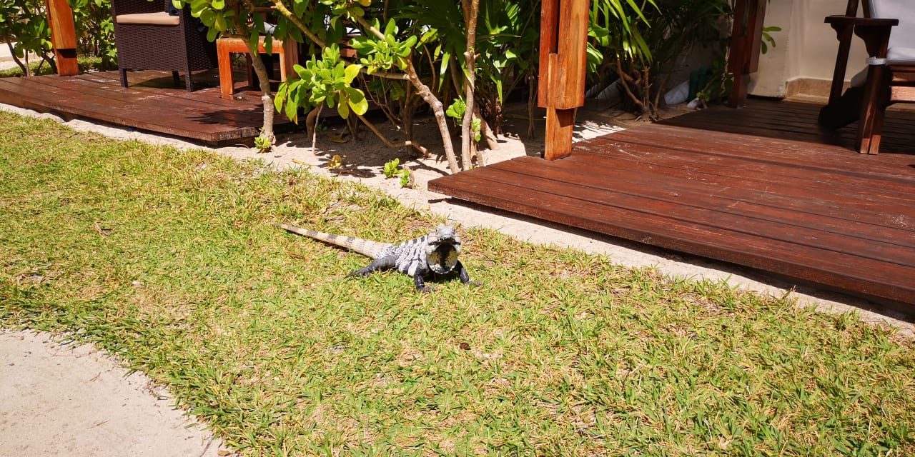 Gartenanlage Akumal Bay Beach & Wellness Resort