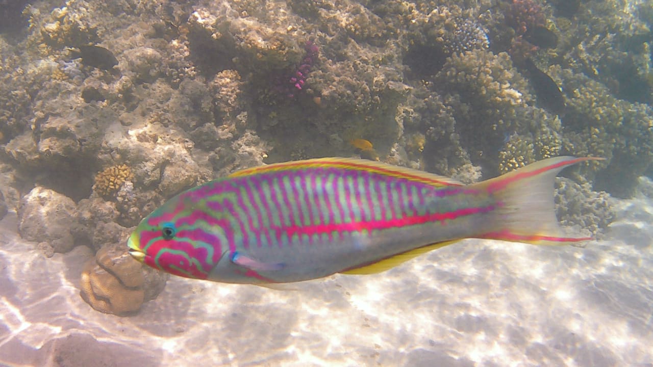 Sport & Freizeit Makadi Spa - Adults only