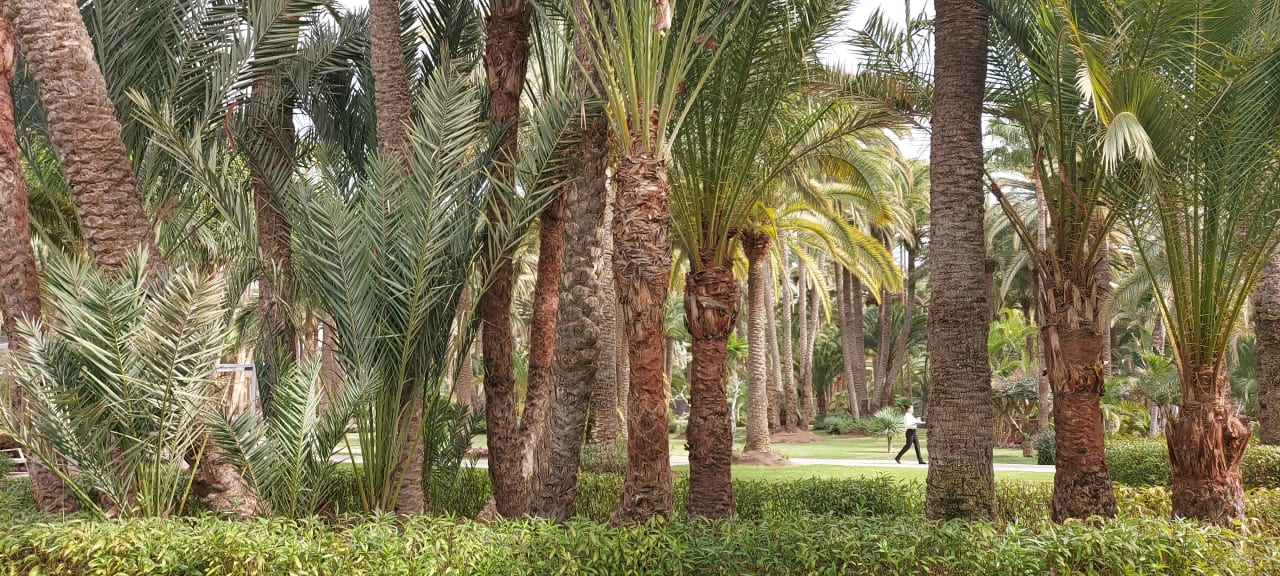 Gartenanlage Hotel Riu Palace Oasis