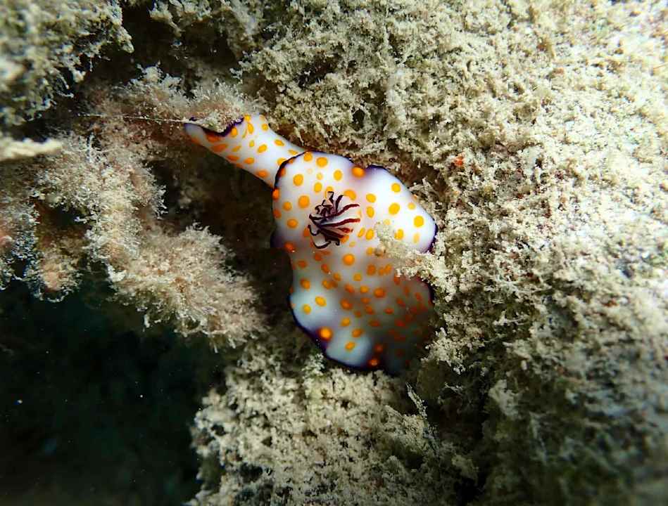 Strand Lahami Bay Beach Resort