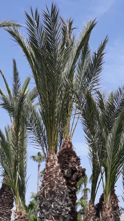 Gartenanlage Labranda Alantur Resort