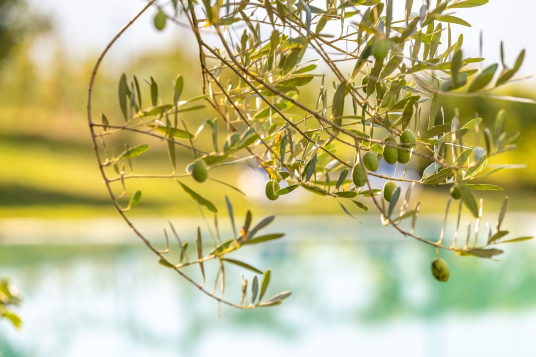 Pool Palmengarten Hotel Gstör