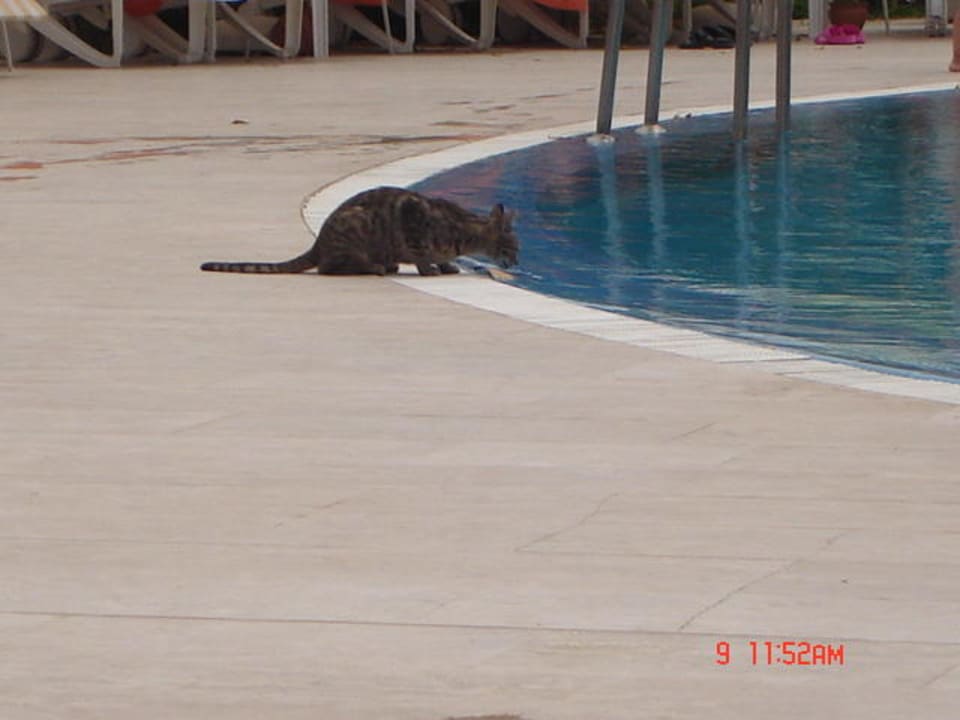 Hotelkatze Sunrise Resort Hotel