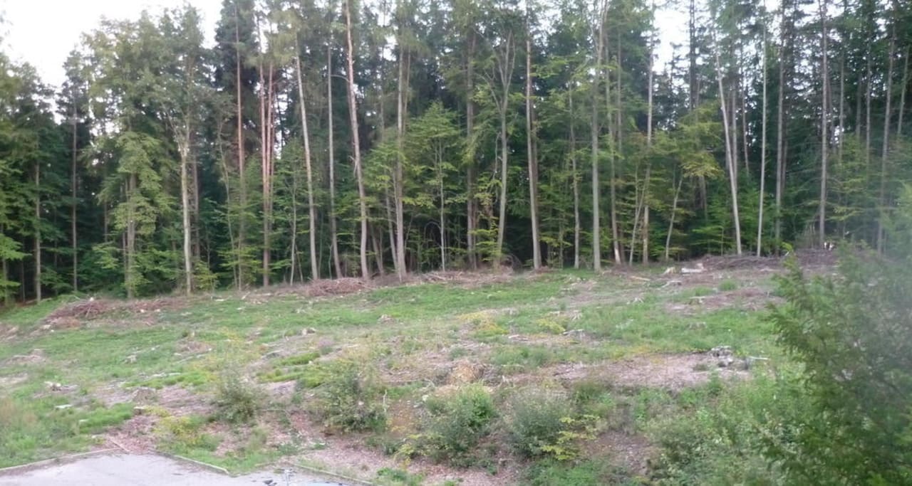 Abgerodetes Waldstück hinterm Hotel Raitelberg Resort