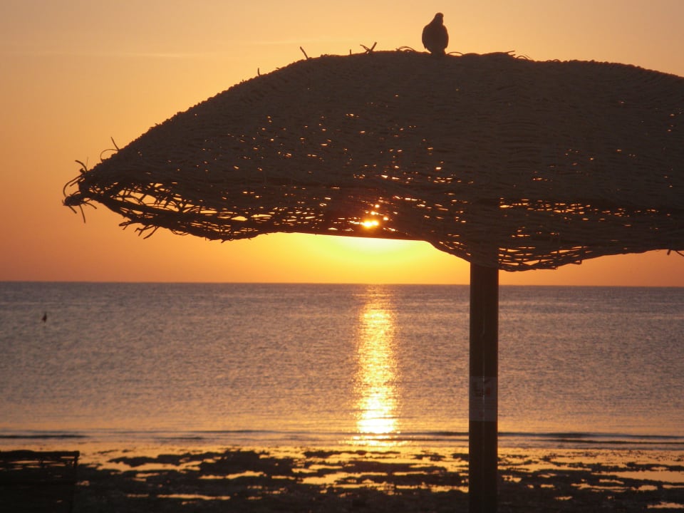 An early bird ( Taube) Hotel Gorgonia Beach Resort