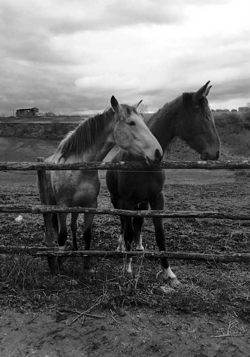 I nostri cavalli Casa Caponetti