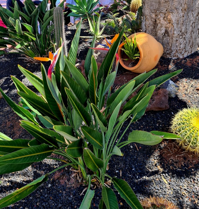 Gartenanlage BLUESEA Complejo Puerto Resort (Canarife y Bonanza Palace))