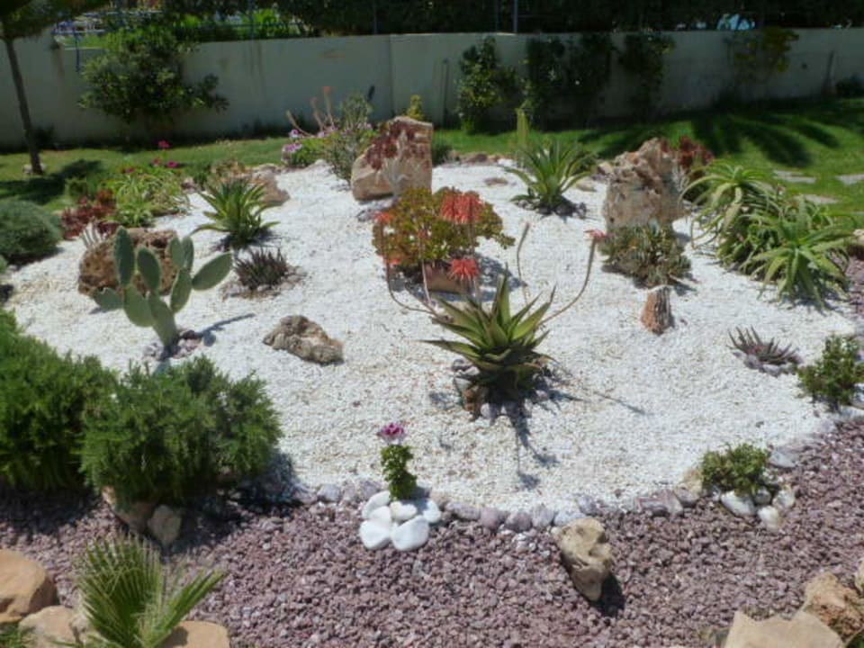 Kakteen am Weg Richtung Meer Minos Mare Royal