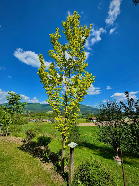 Gartenanlage Spirit & SPA Hotel Birkenhof am Elfenhain