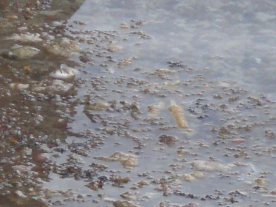 Und mal wieder Dreck! Sunny Days Palma De Mirette Resort & Spa