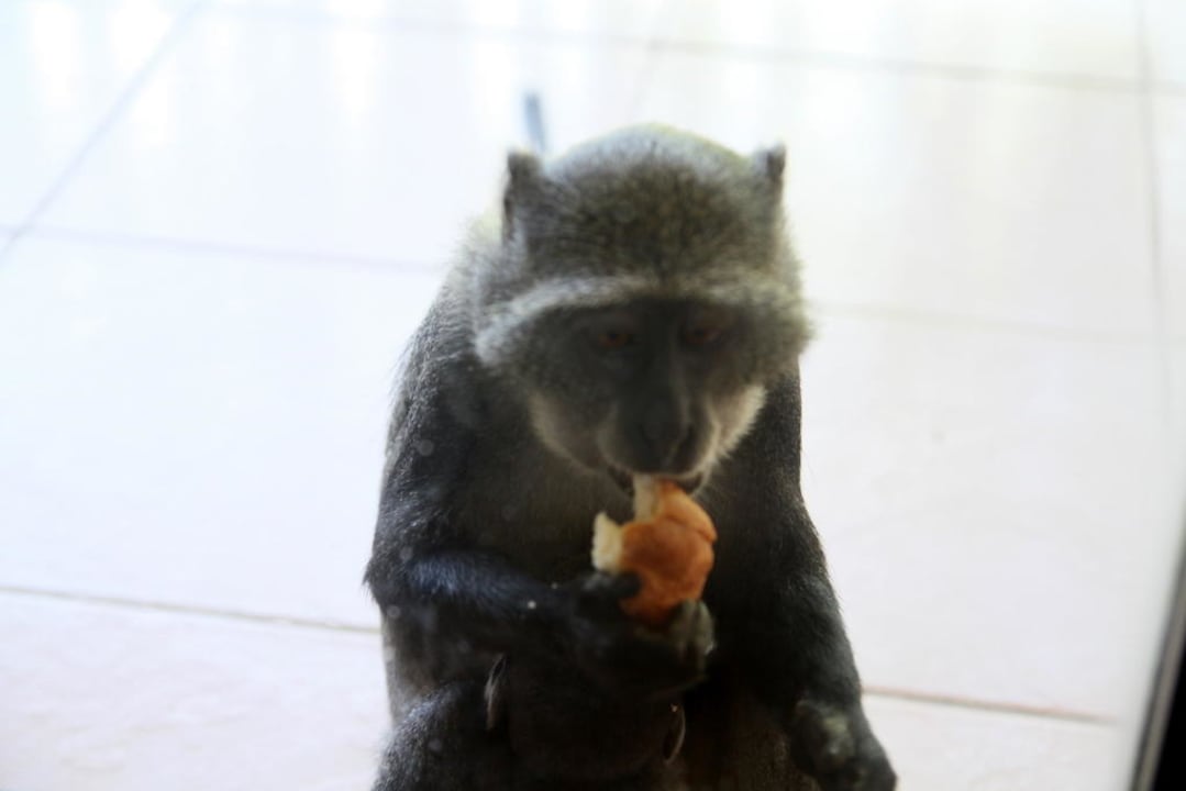 Małpki na terenie hotelu Baobab Beach Resort & Spa