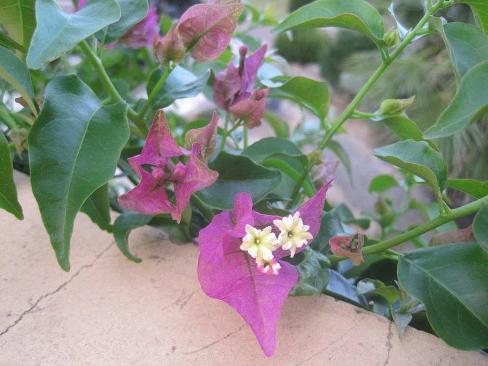 Wunderschön gepflegte Pflanzen Ferienhaus Casa Jaro