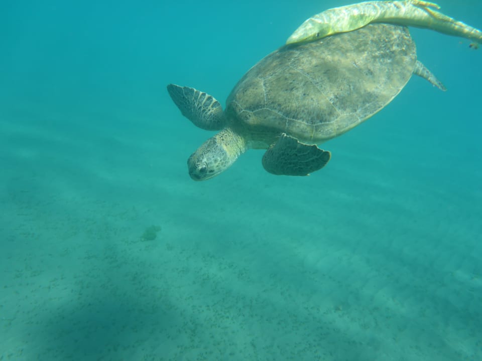 Strand Shams Alam Beach Resort