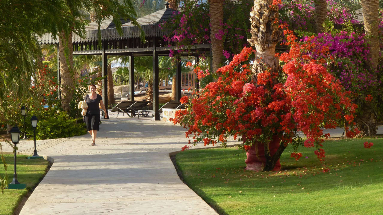 Pflanzenschmuck Steigenberger Coraya Beach - Adults only