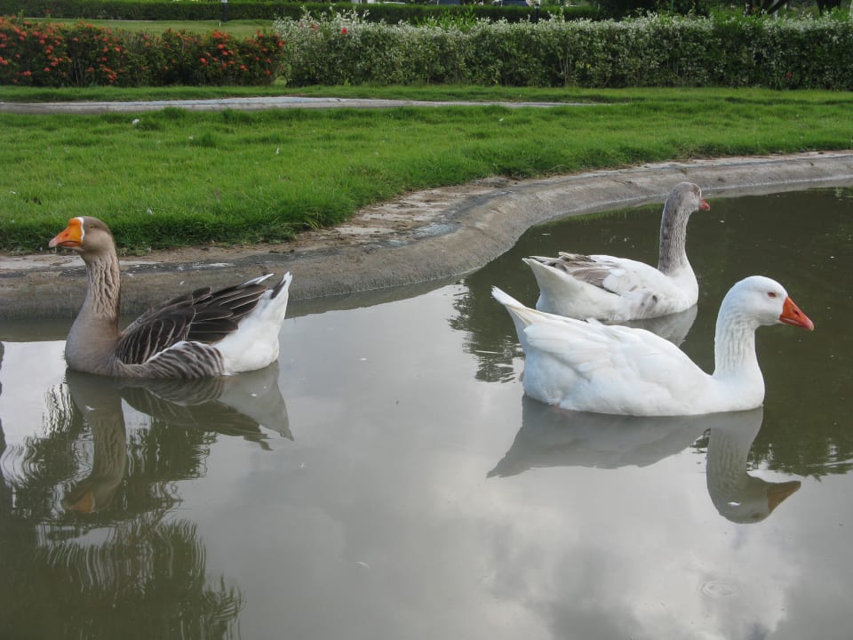 Haustiere vorm Haupteingang Grand Sirenis Punta Cana Resort & Aquagames