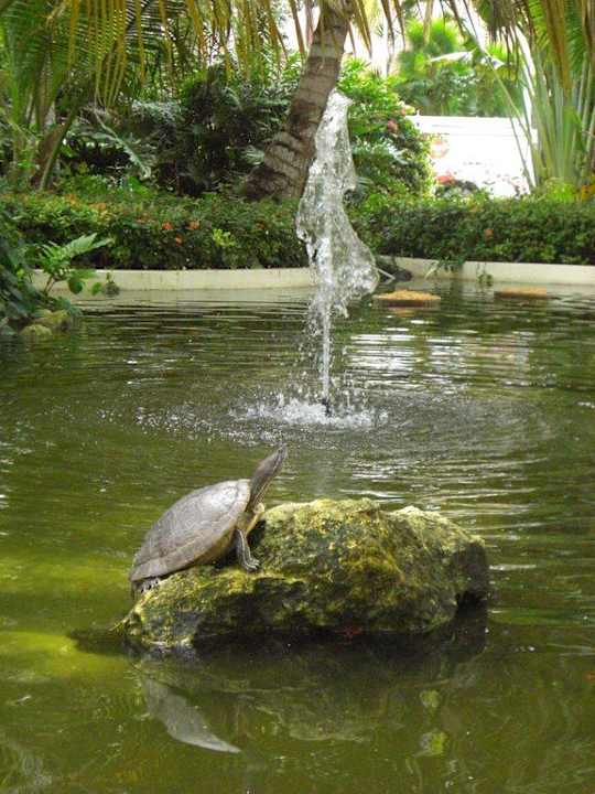 Teich vor der Lobby Grand Palladium Select Bávaro Resort & Spa