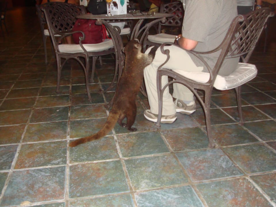 Hotel Catalonia Playa Maroma Catalonia Playa Maroma