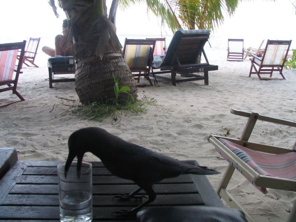 Rabenmafia Vilamendhoo Island Resort & Spa