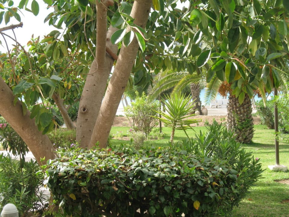 Vor meinem Balkon The Orangers Beach Resort and Bungalows