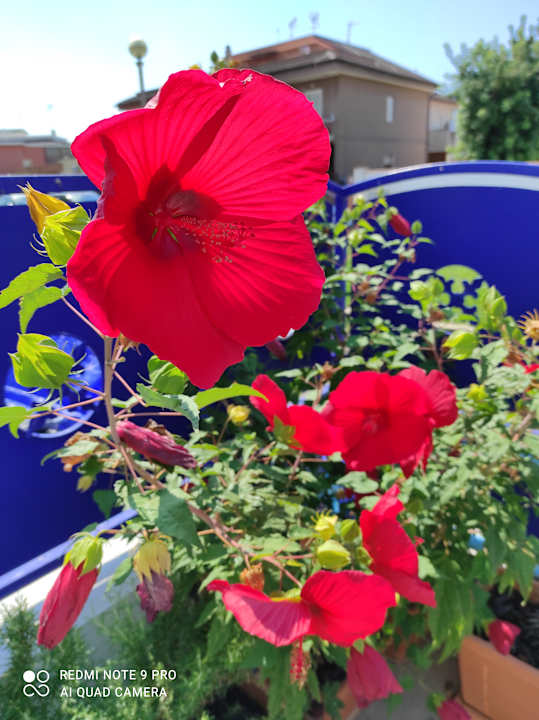 Gartenanlage "Coccinella" guesthouse di Miwako Tochika