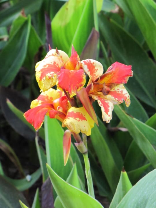 Canna Ocean House Swakopmund