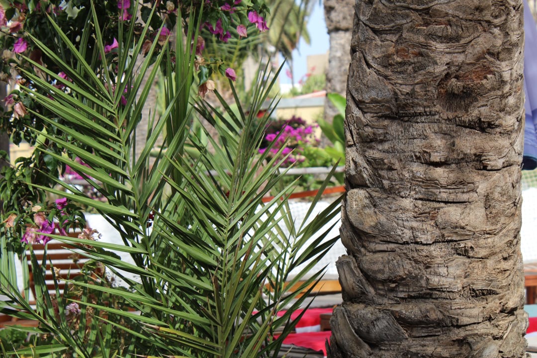 Wunderschöne Gartenanlage HL Miraflor Suites Hotel