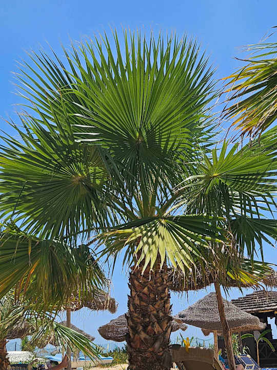 Gartenanlage Hotel Paradis Palace